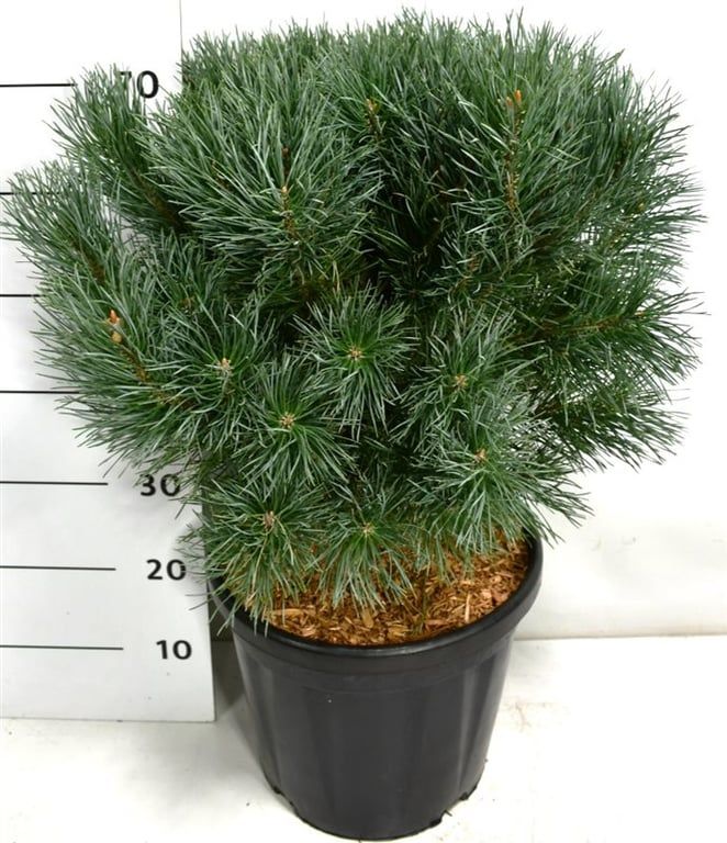 Pinus sylvestris 'Watereri', D 38