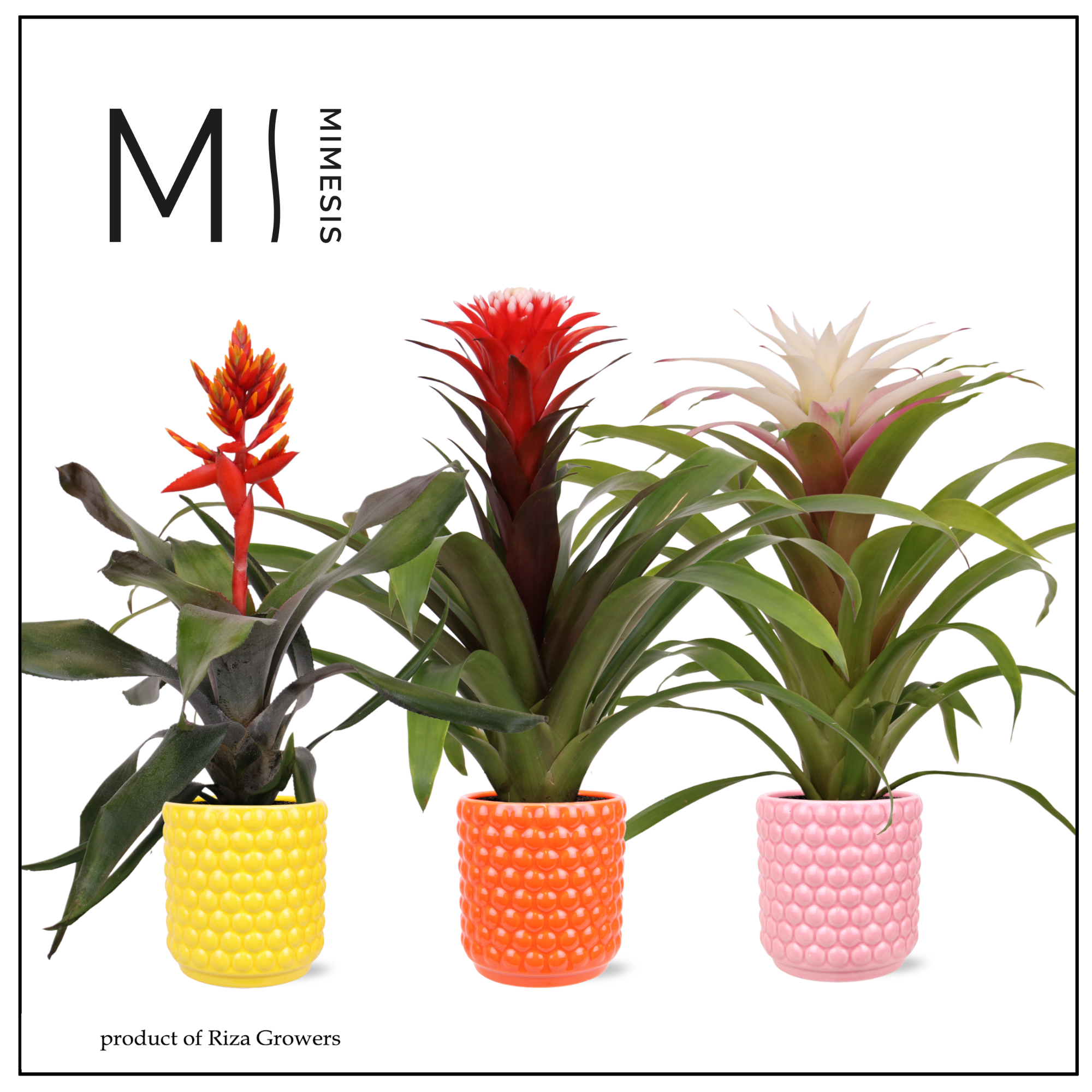 Bromelia Royal Happy - 12cm in Siena | Mimesis, D 12