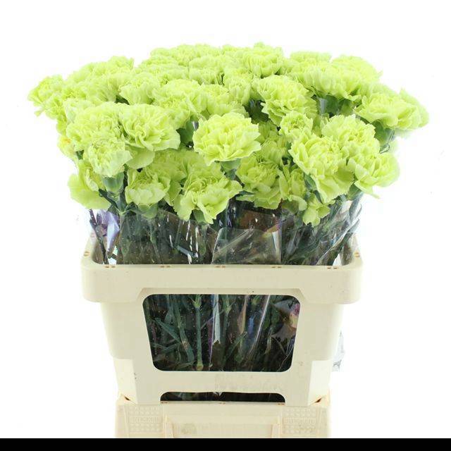 Диантус од. Селтик Грин, шт.