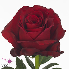 Роза од. Эксплорер 60 (красн.) Floraroma, шт.