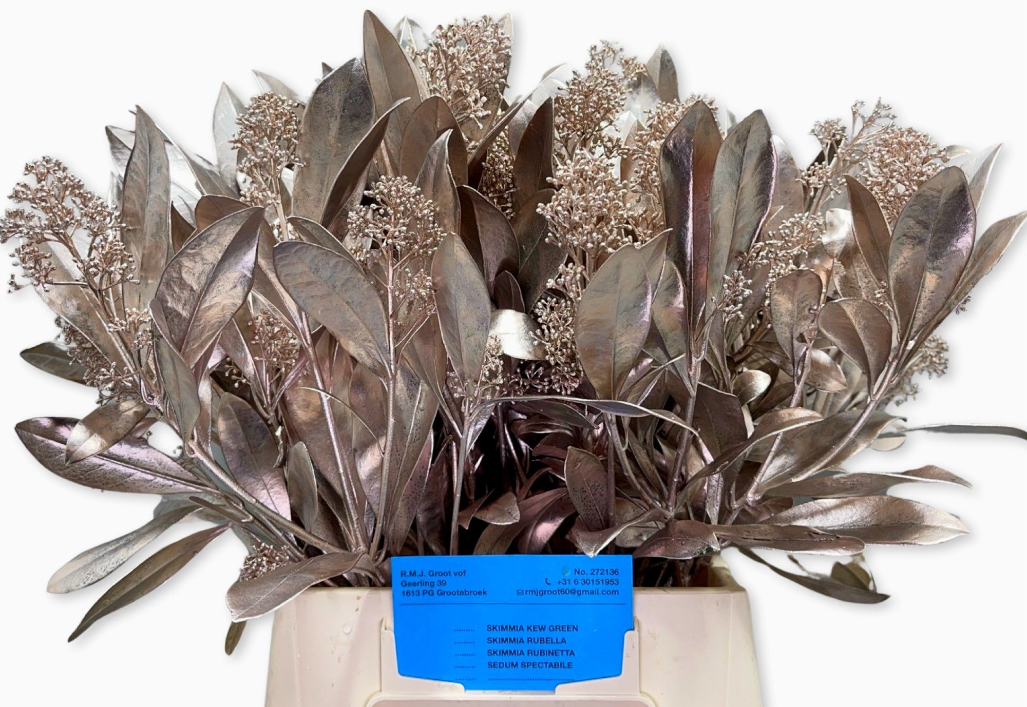 Скимия Овериг крашеный за пучок (краш. ) 45, пуч.