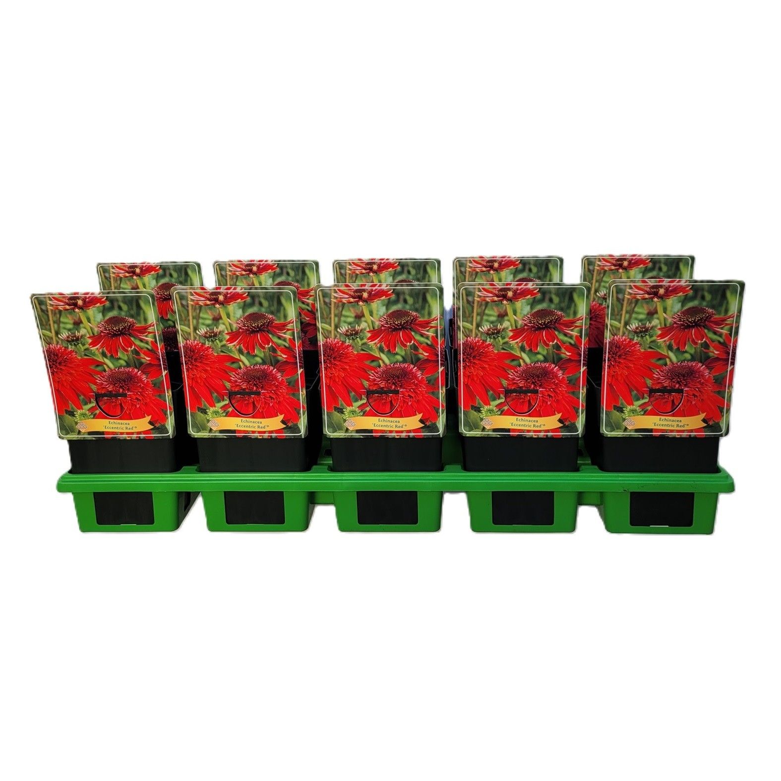 Echinacea 'Eccentric Red' P11, D 11