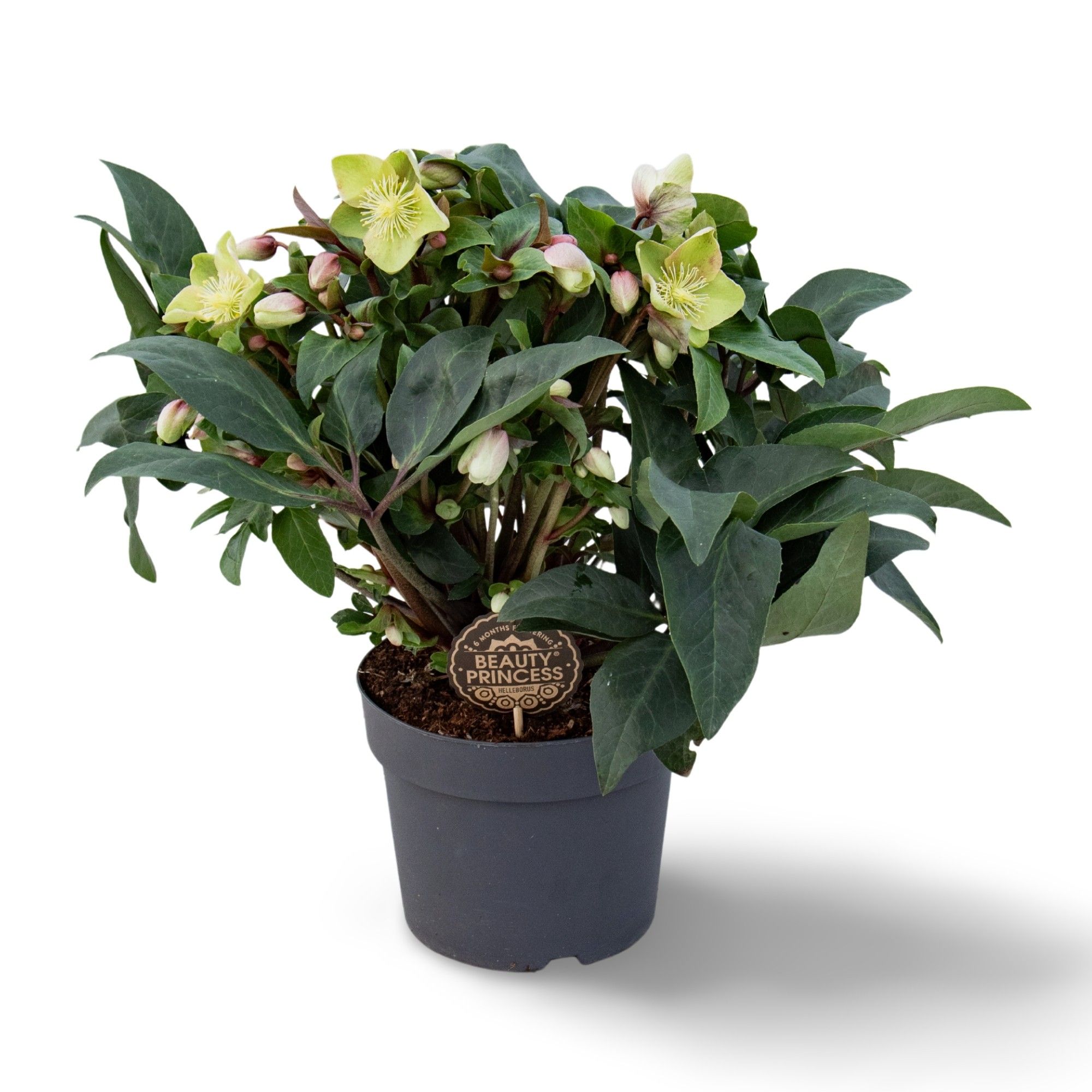 Helleborus Beauty Princess 21 CM ©, D 21 cm