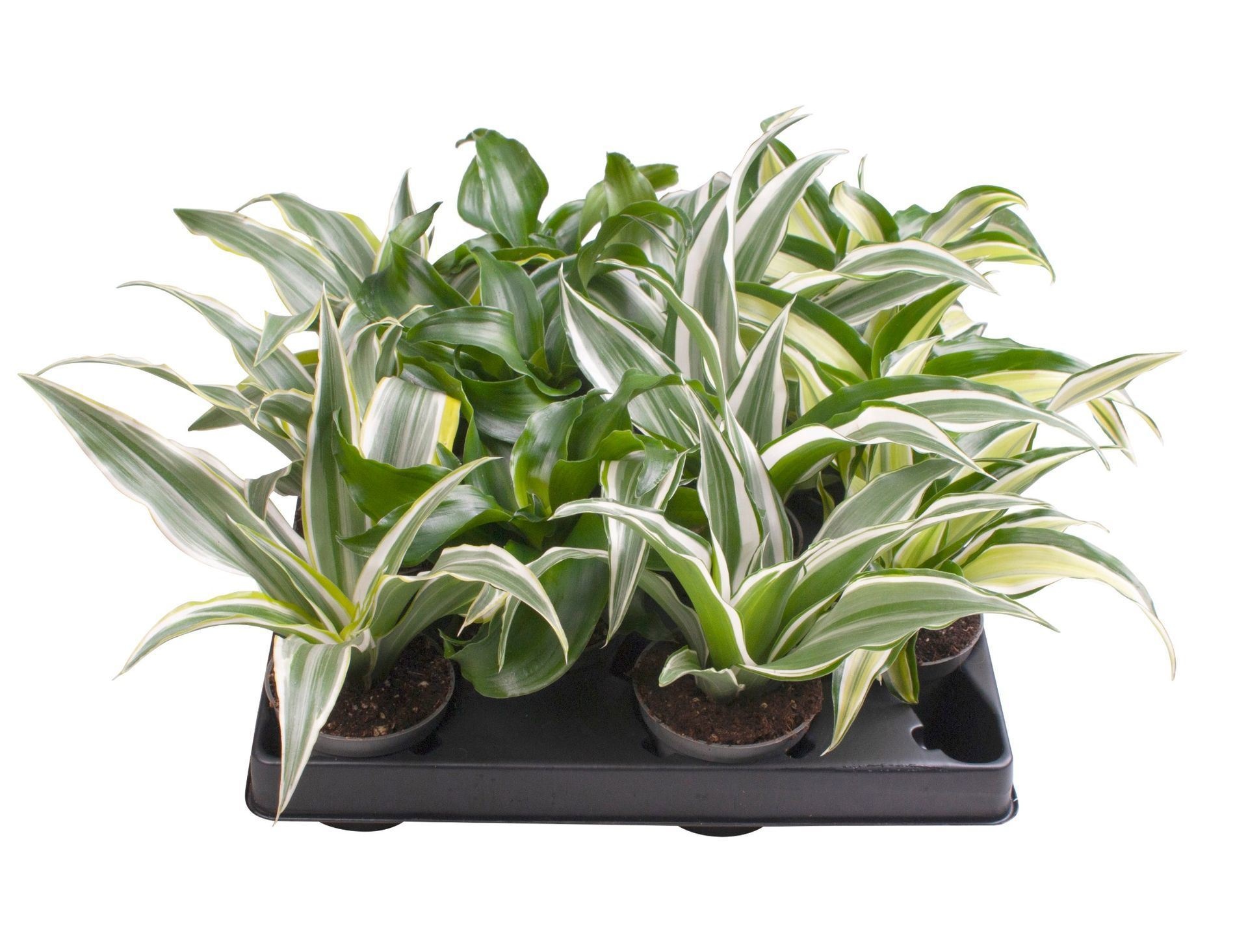 Dracaena Dragontree� Mix, D 6