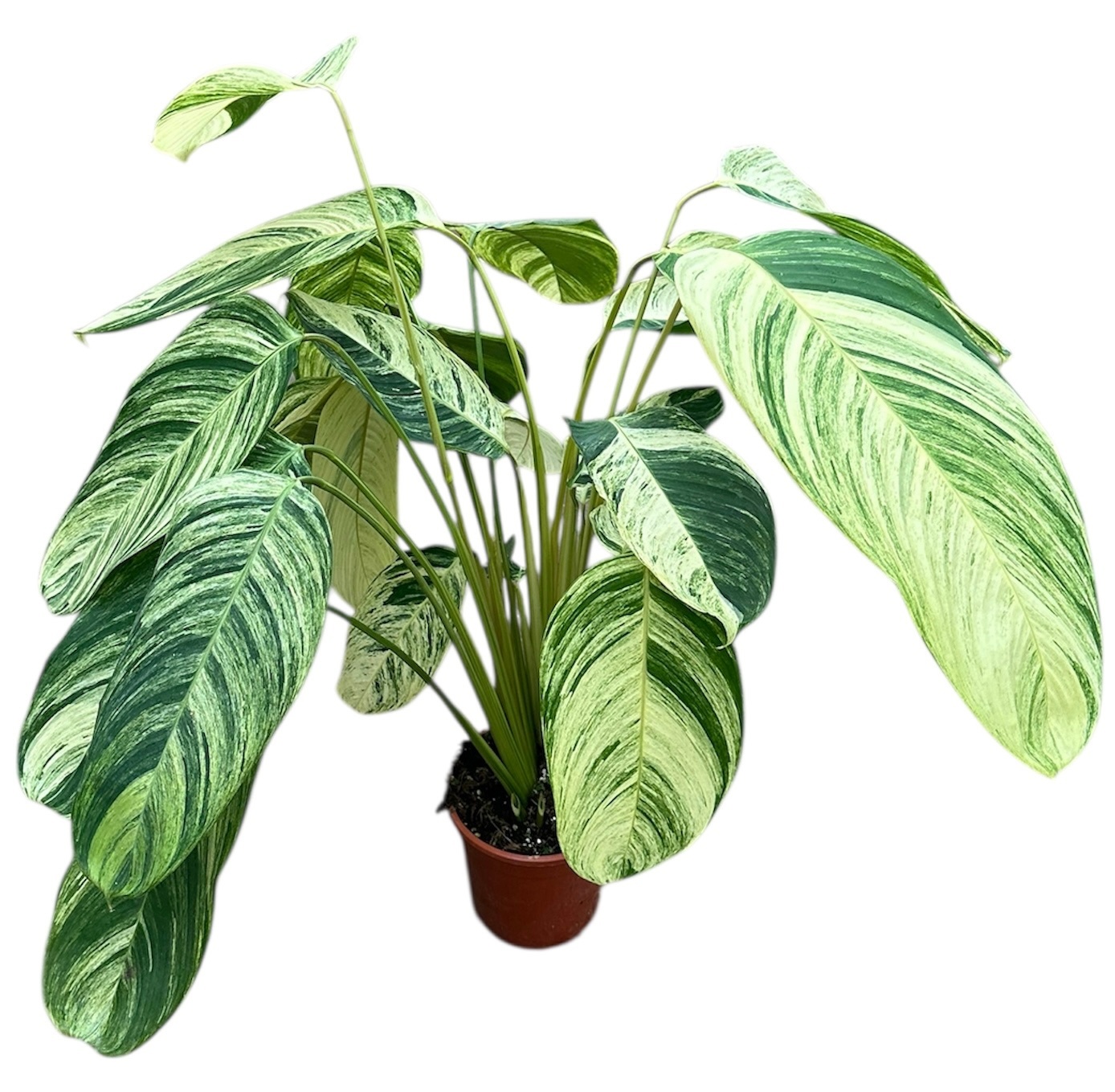 Stromanthe Rolandicus, D 21