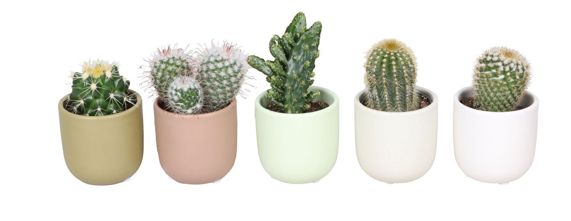 L 67360 with Cactus Mix 6 cm, D 6