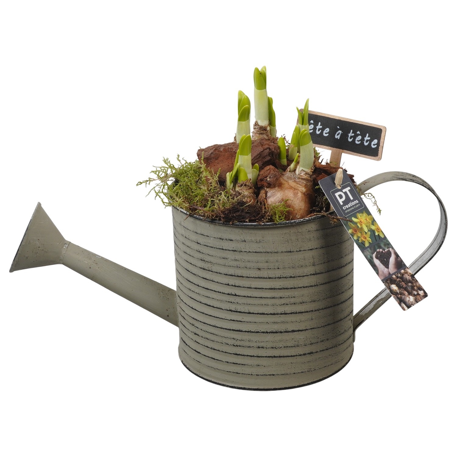 PTN8543 Arrangement Narcissus in zink gieter, D 14