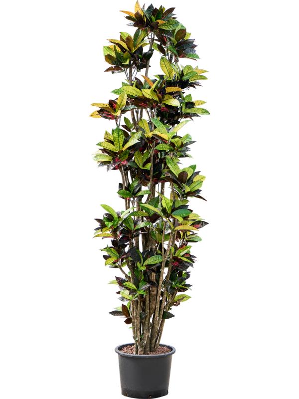 Croton (Codiaeum) variegatum 'Mrs. Iceton', D 32 cm