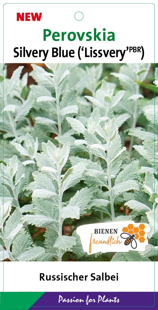 Perovskia atr. 'Silvery Blue' BüC5, D 23 cm