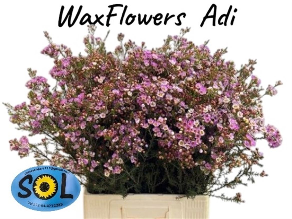 Шамелациум Ади 70 (роз.), шт.