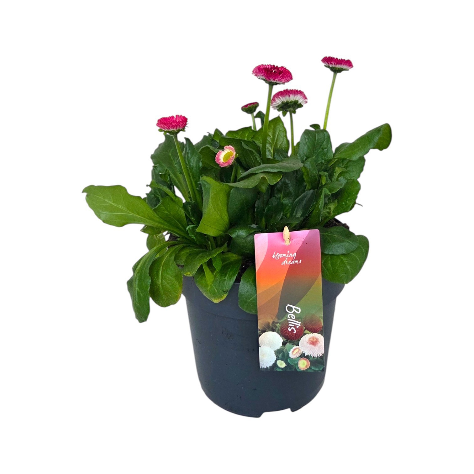 Bellis perennis Tasso Red p17, D 17