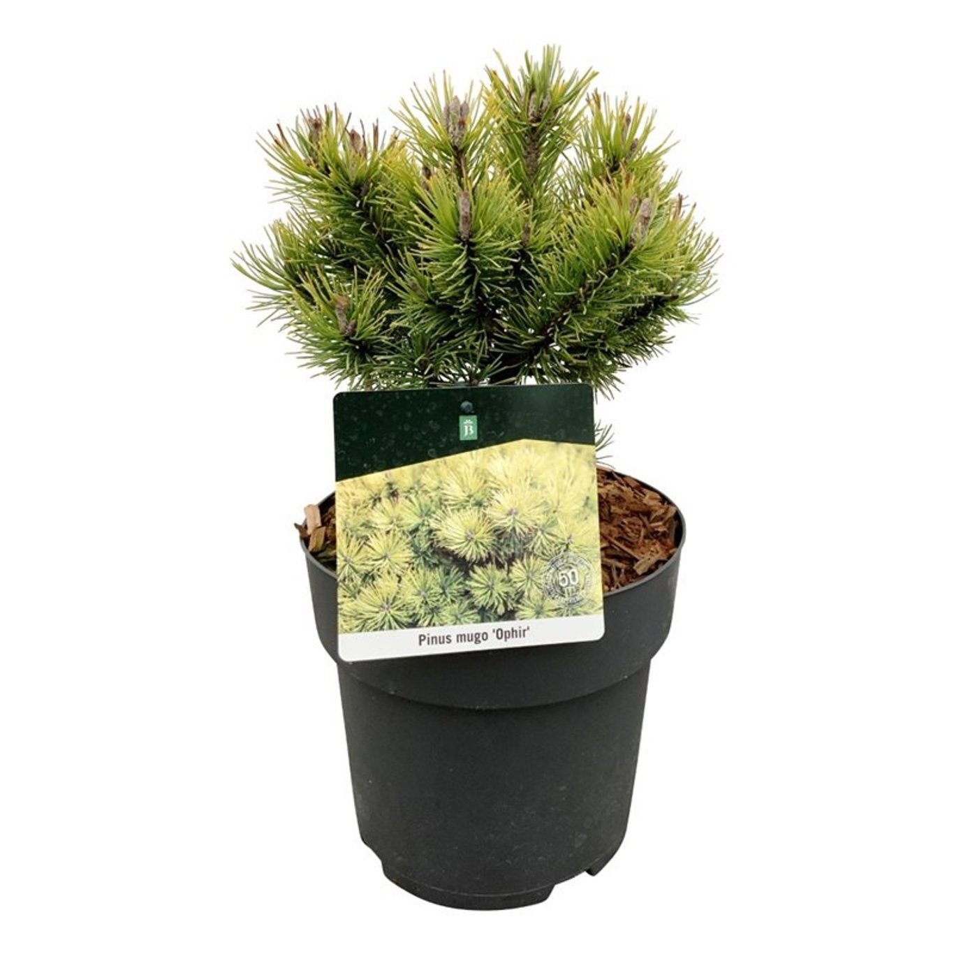 Pinus mugo 'Ophir', D 21
