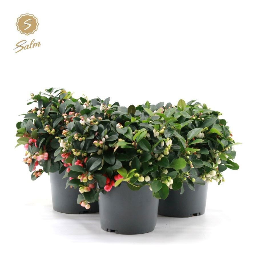 Gaultheria pr. 'Big Berry Duo'® P15, D 15 cm