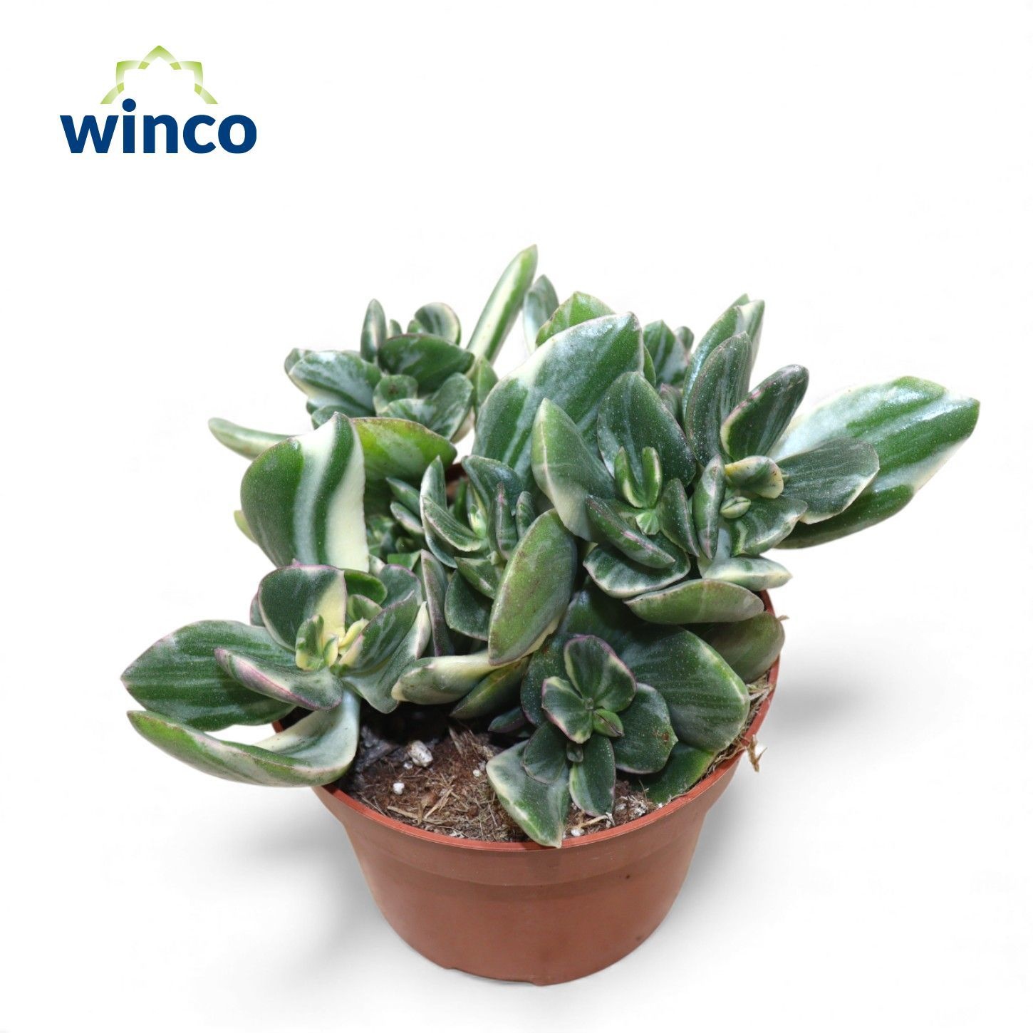 Crassula Ovata Variegata, D 12