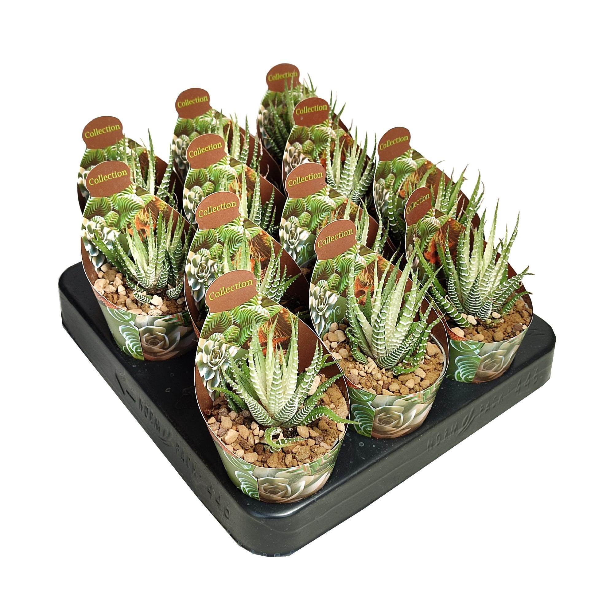 HAWORTHIA FASCIATA VARIEGATA - POT Ø 6,5 - COLLECTION WITH POTCOVER (SUCCULENTEN), D 6,5