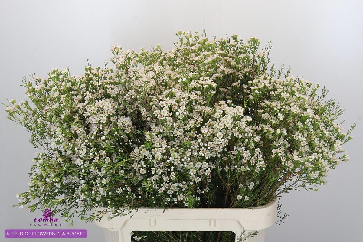 Шамелациум Перл Баттонс 80, шт.