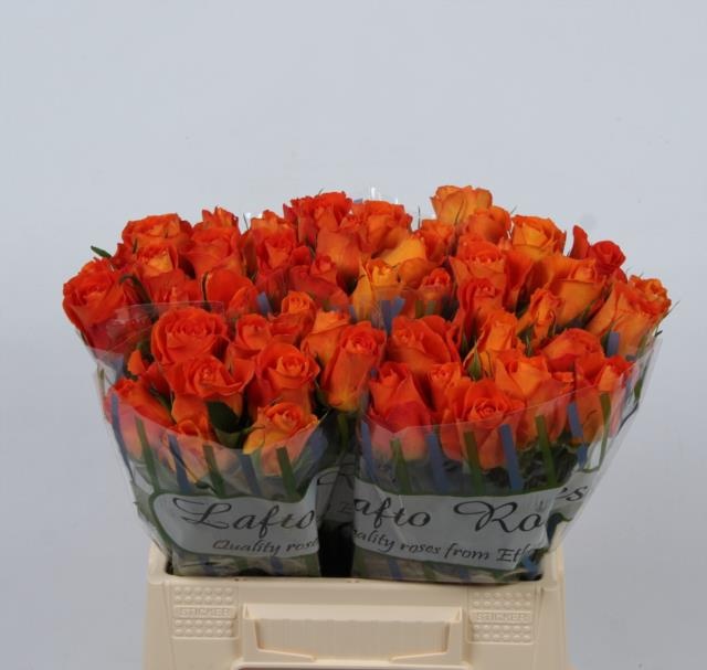 Роза од. Кингсдэй+ 40, шт.