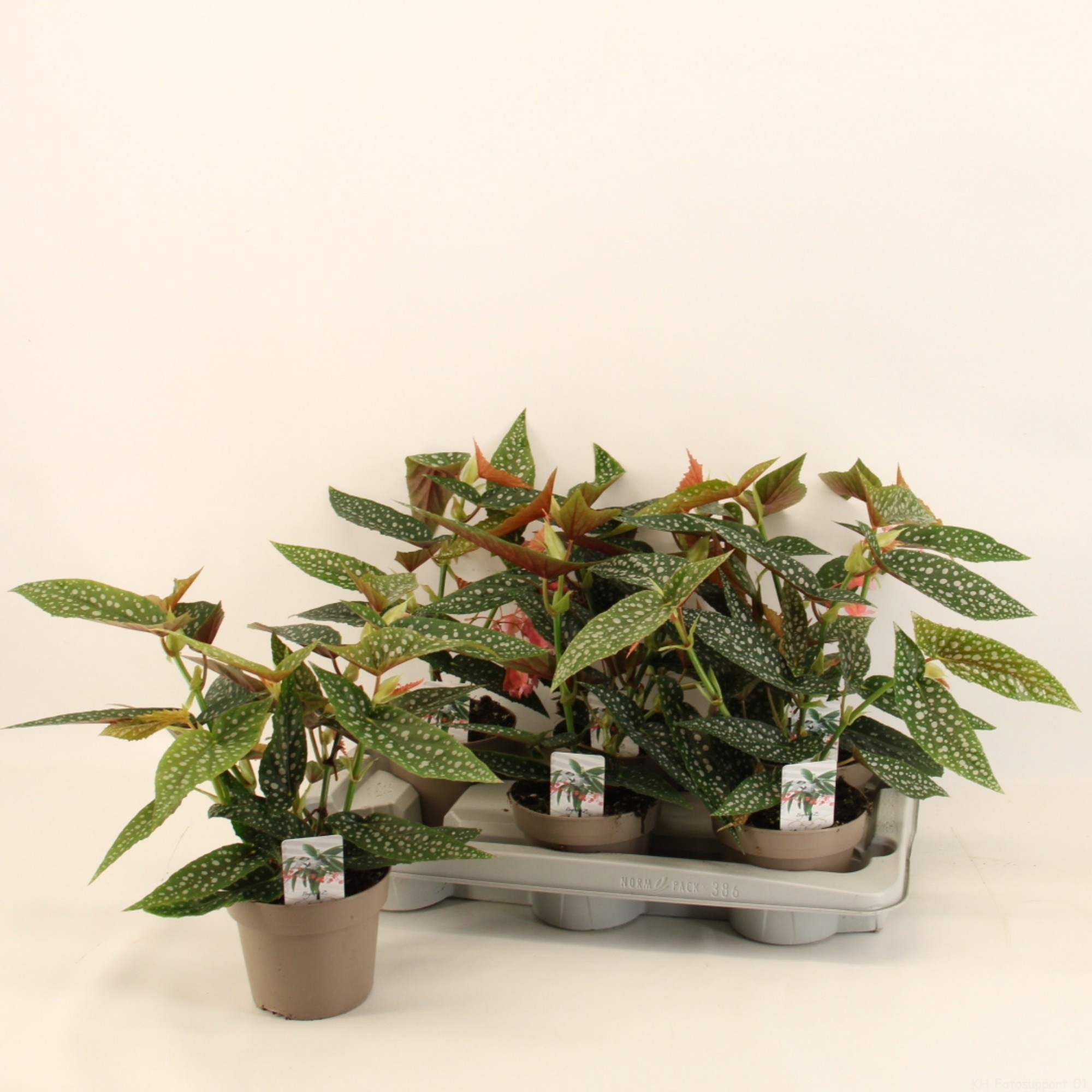 Begonia Maculata, D 14