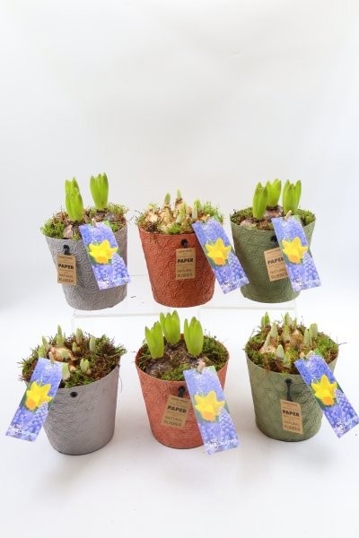 Bollen, papieren pot; mix, D 12