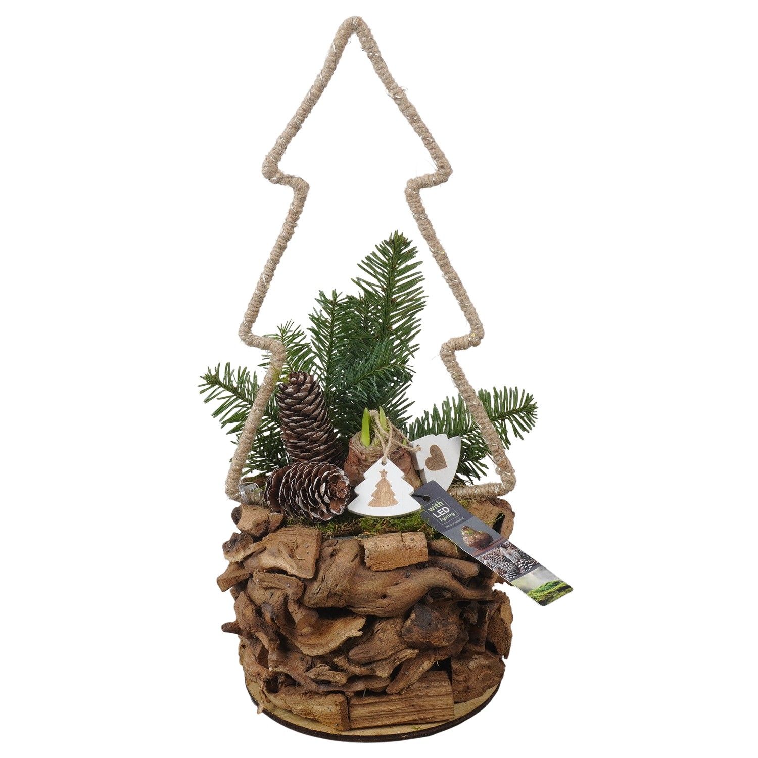 PTACH5891 Arrangement Amaryllis Christmas in houten bak, D 17 cm