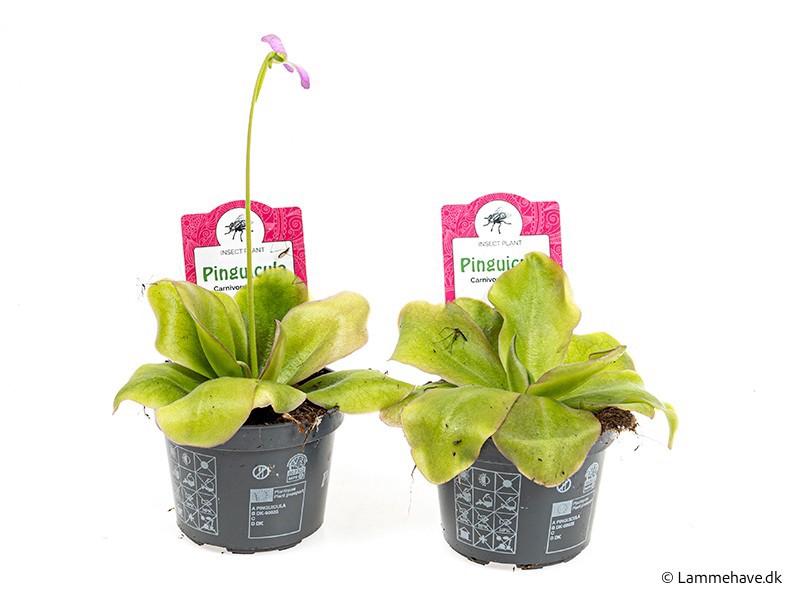 PINGUICULA WESER 135, D 9