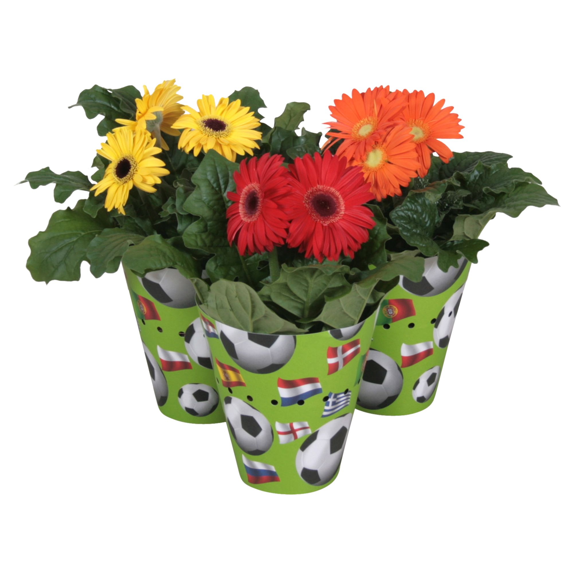 Gerbera gemengd 2+bl 12cm in beker met voetbal en vlag, D 12 cm