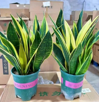 Сансевиерия Премиум Оне Галлон Пот Голден Орхидея 18 50