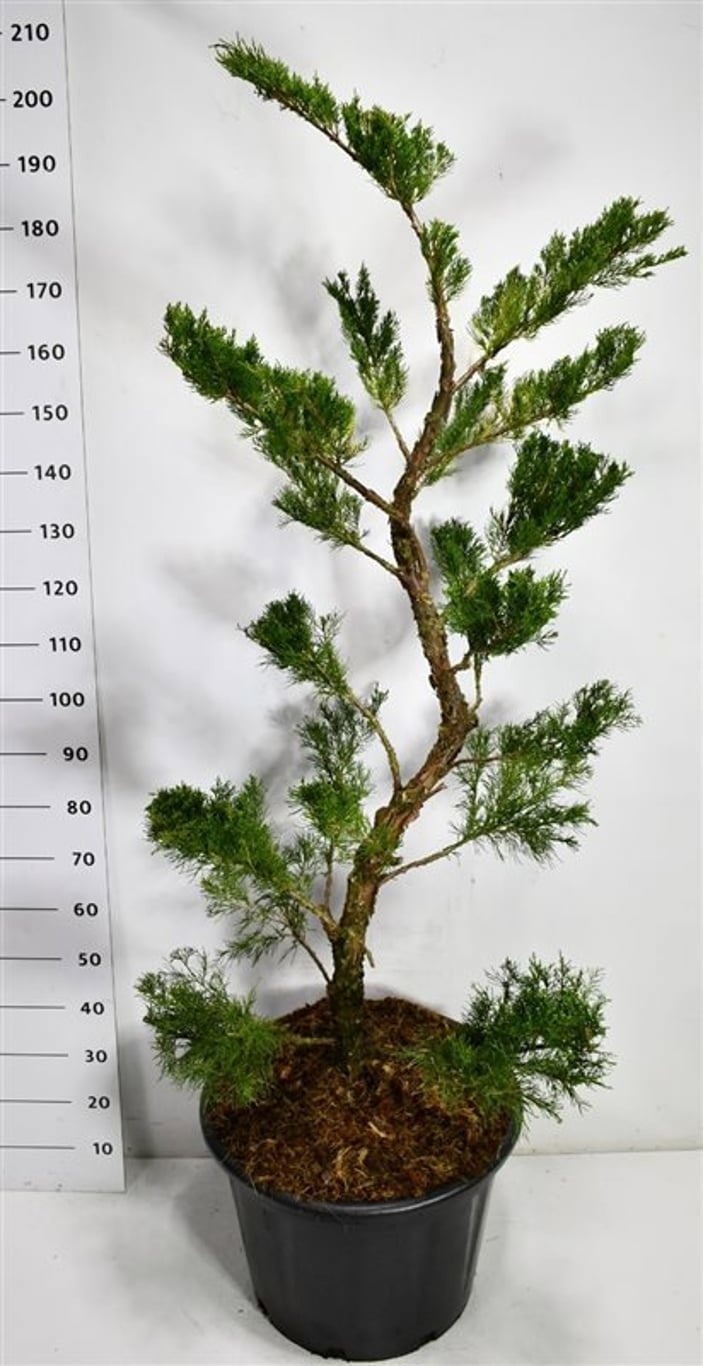 Juniperus pfitzeriana 'Mint Julep', D 54