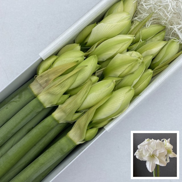 Амарилис Уимблдон (бел.) x12, шт.