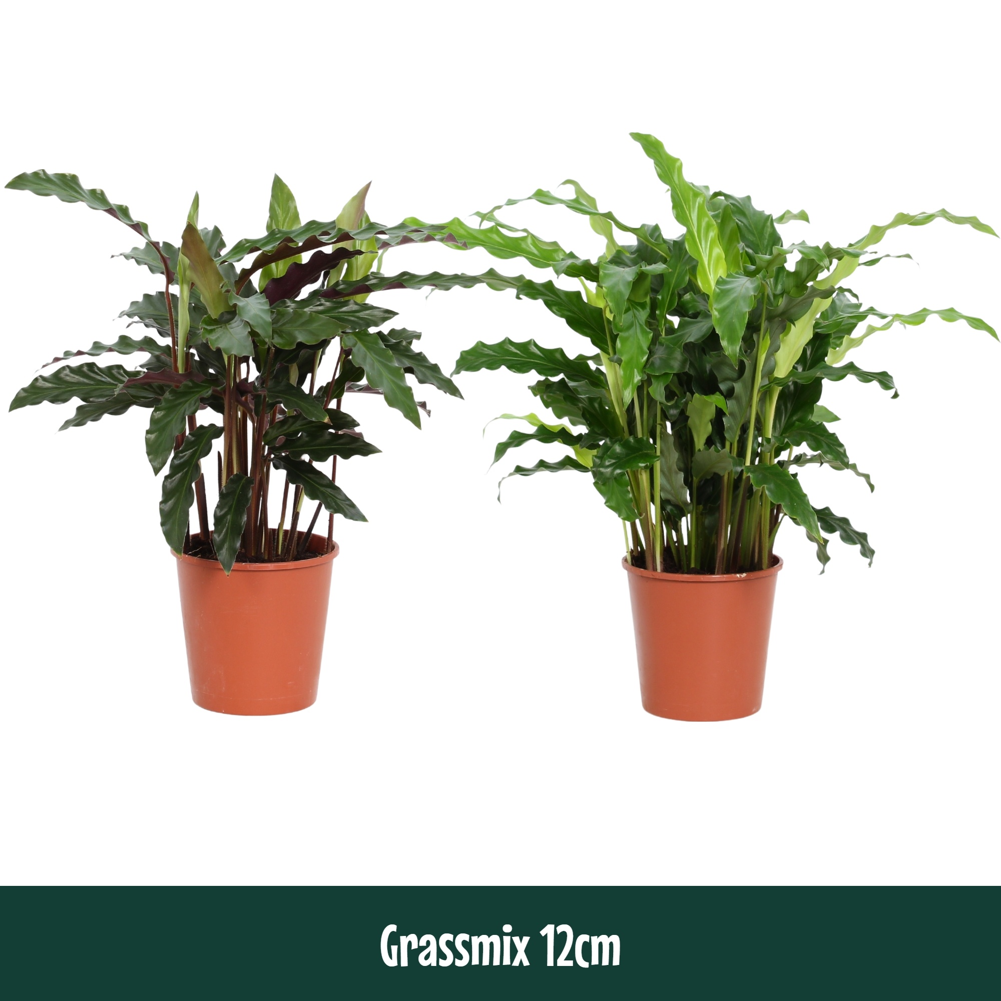 Calathea 12cm Grassmix - Living, D 12