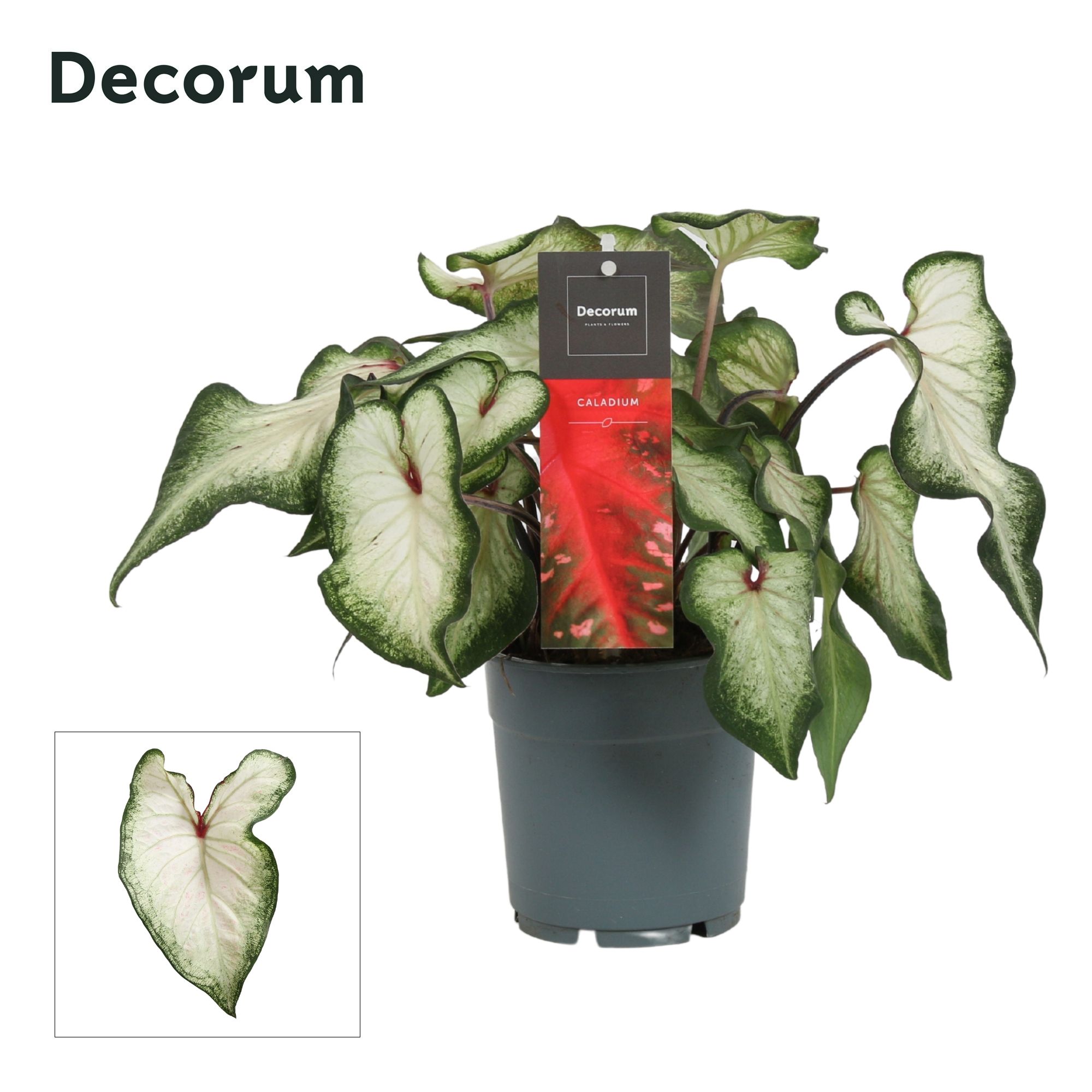 Caladium White Wonder (Decorum), D 12