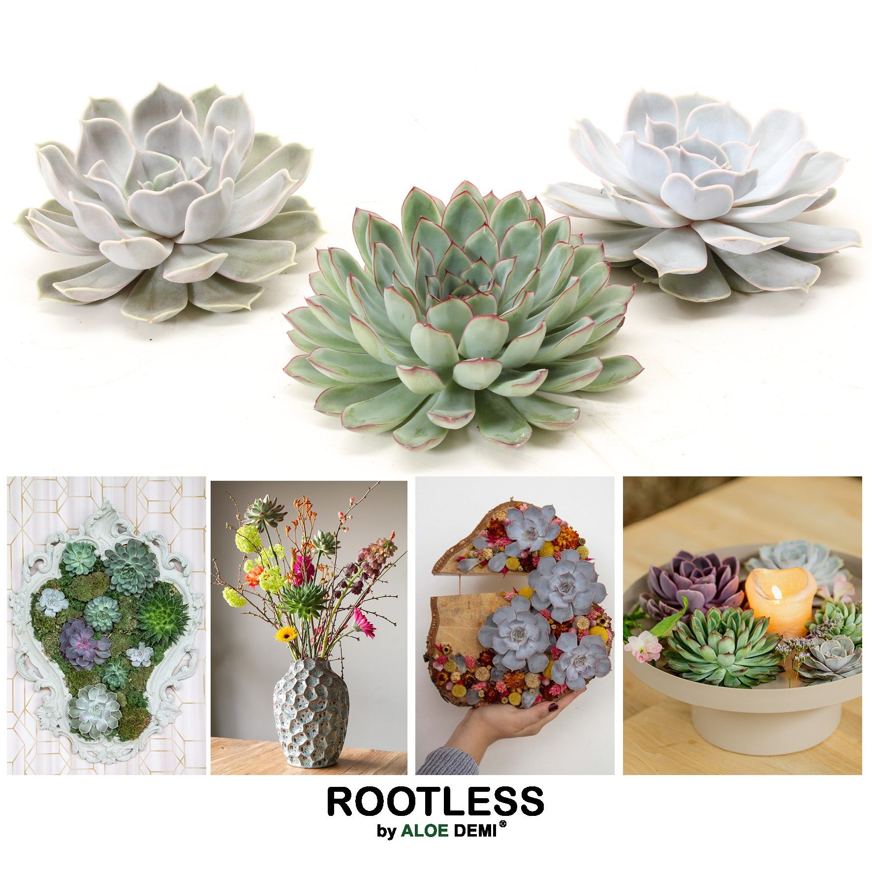 ROOTLESS Echeveria mix 12-14 cm, solo, D 13 cm
