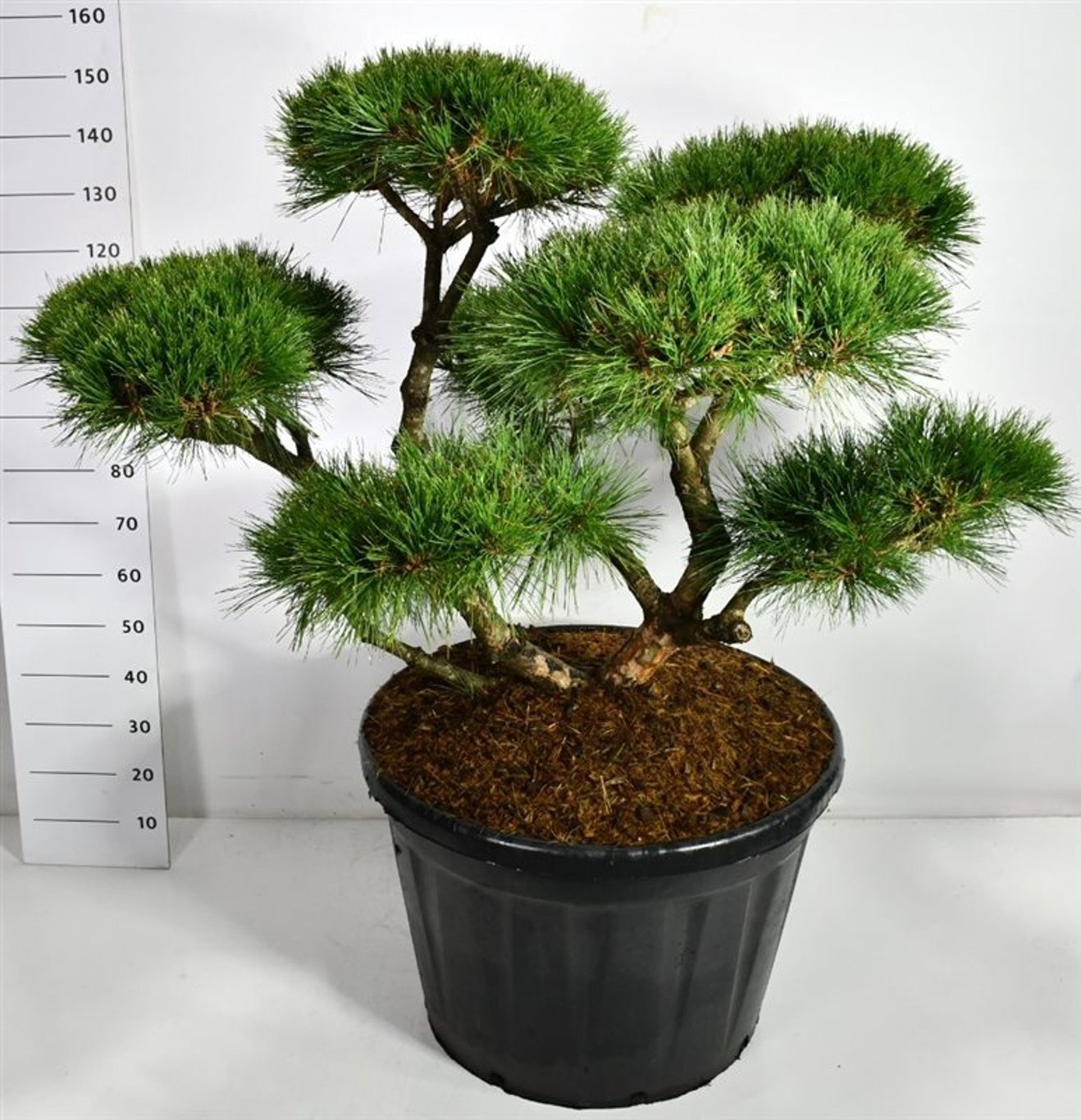 Pinus nigra 'Pierrick Bregeon', D 80