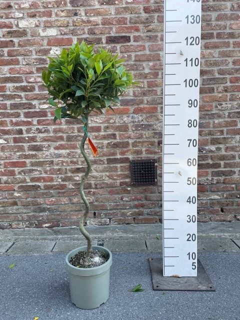 Bol op 1/2 spiraalstam bol 30/35 p20, D 20