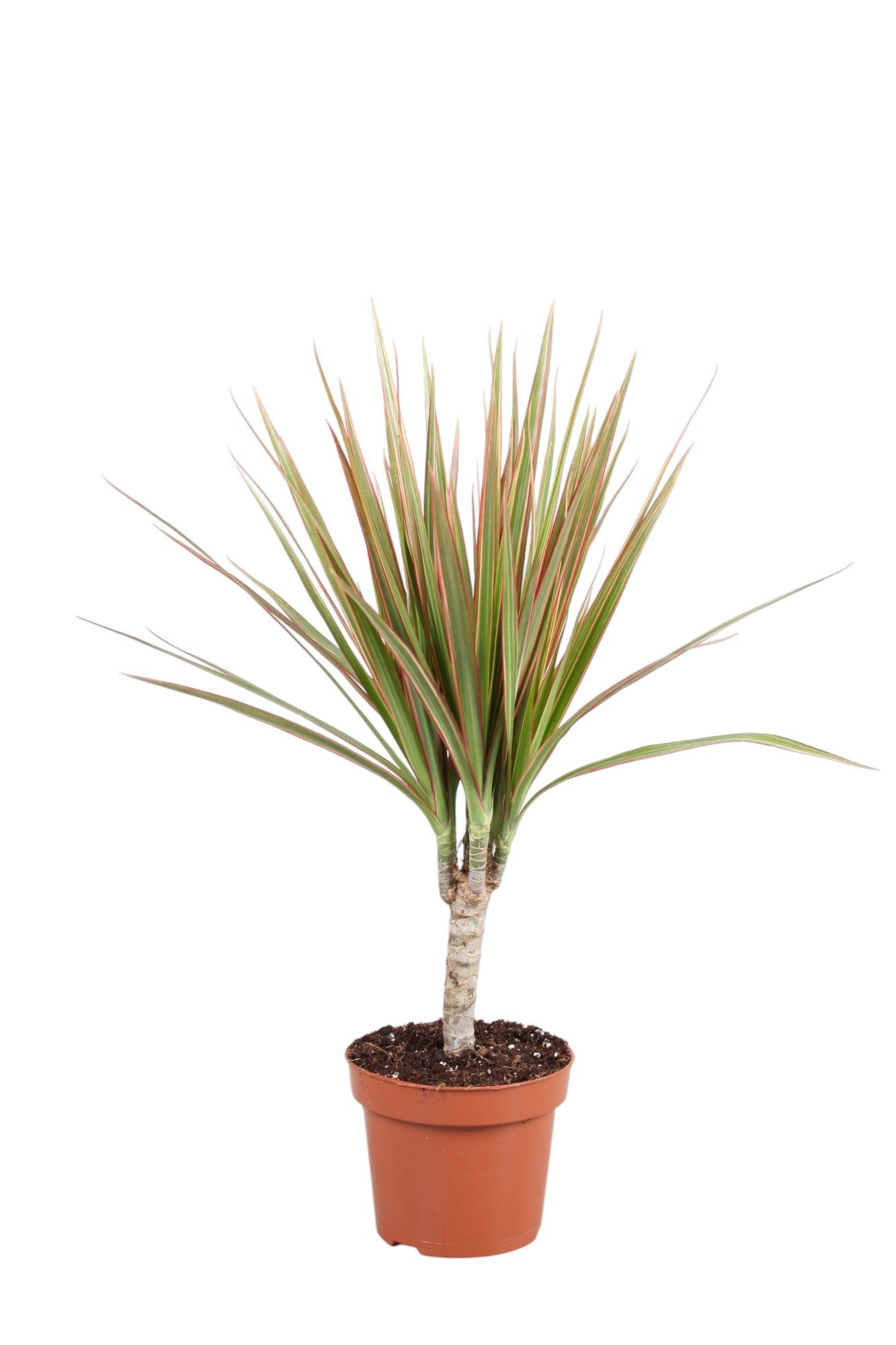 Dracaena Bicolor enkele stam, D 12