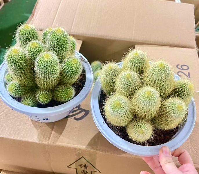 Кактус Премиум Голден Снуб-носед Монкей 21 35