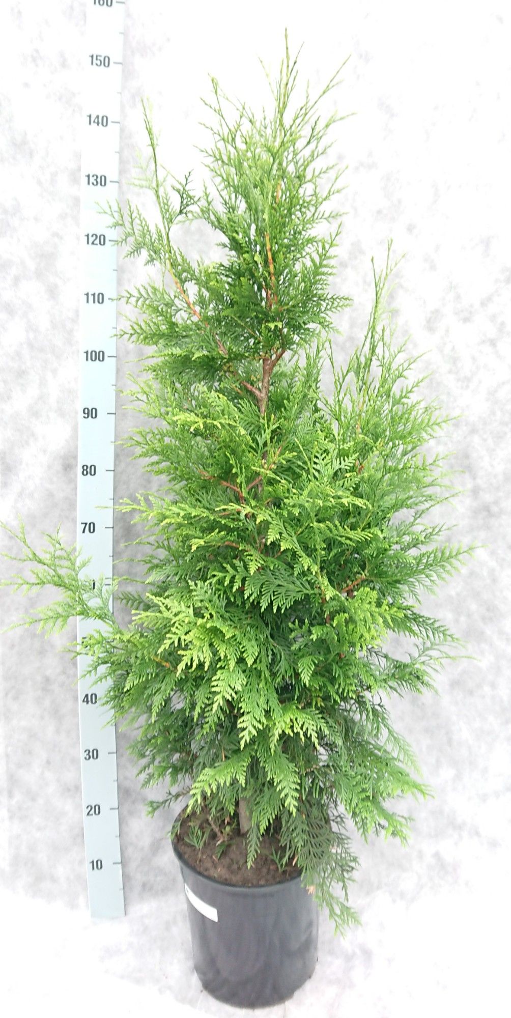 Thuja pl. Excelsa 140, D 27 cm