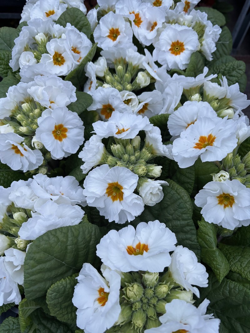 PRIMULA VERIS 'HVID', D 11