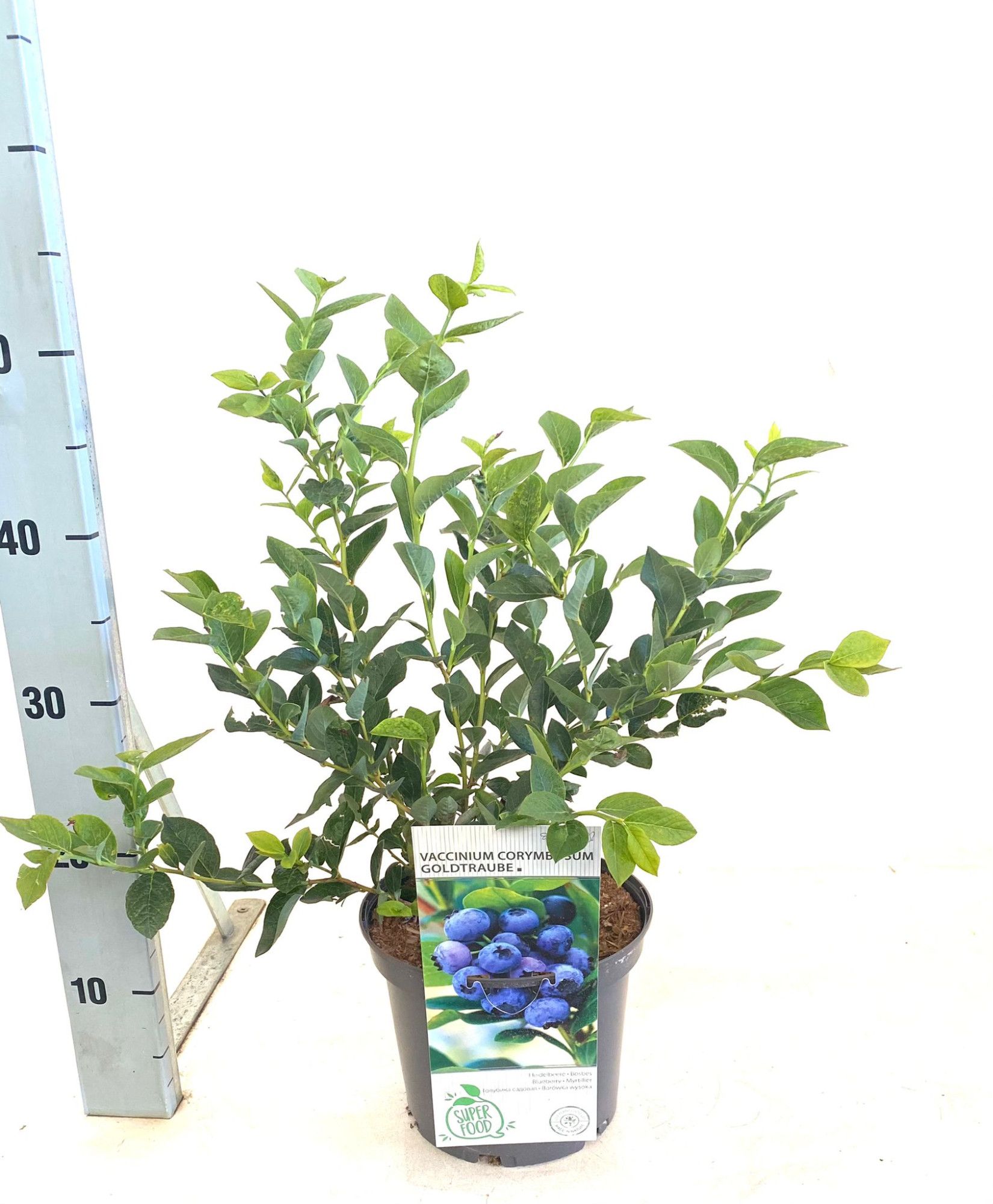 Vaccinium corymbosum Legacy, D 19