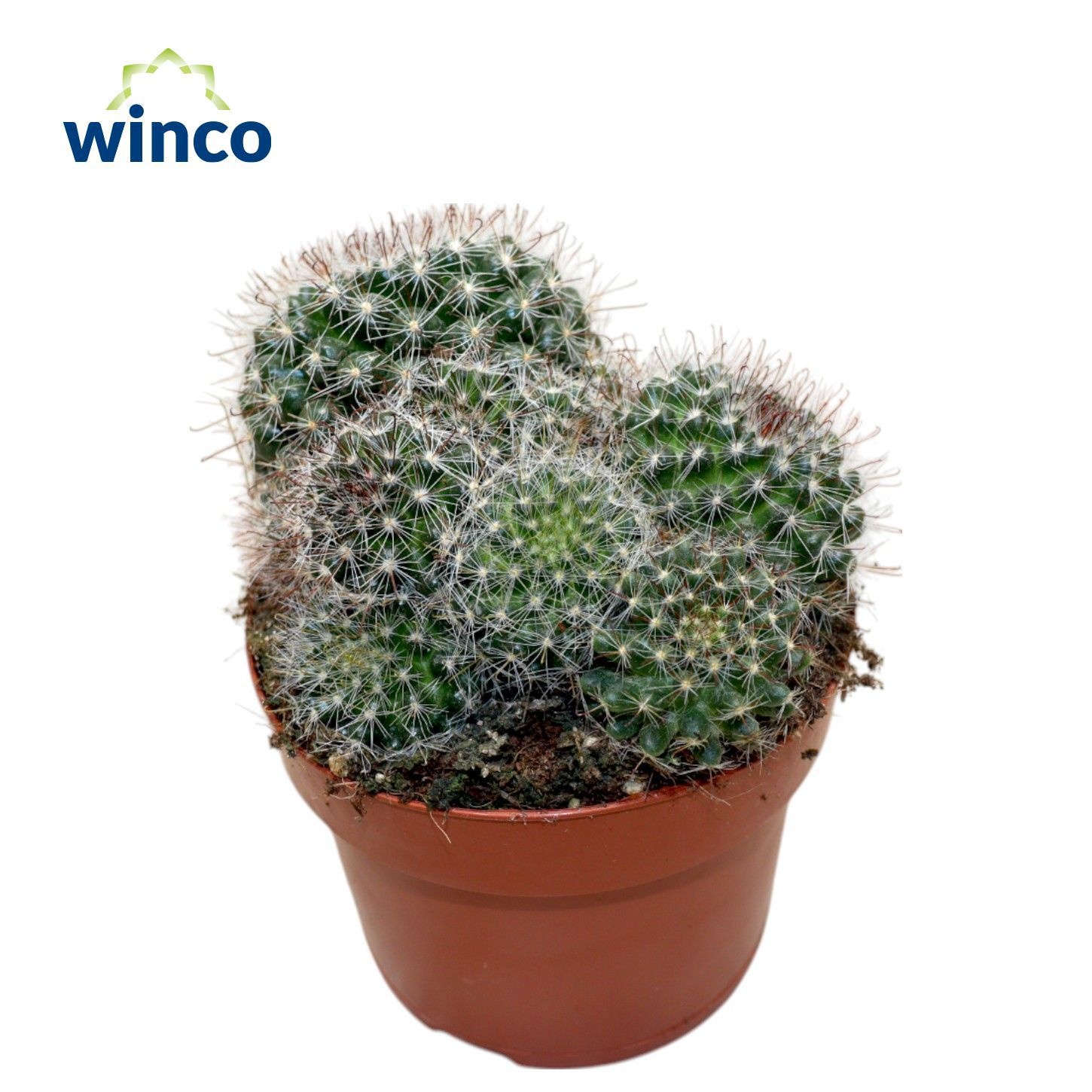 Mammillaria Zeilmaniana, D 12