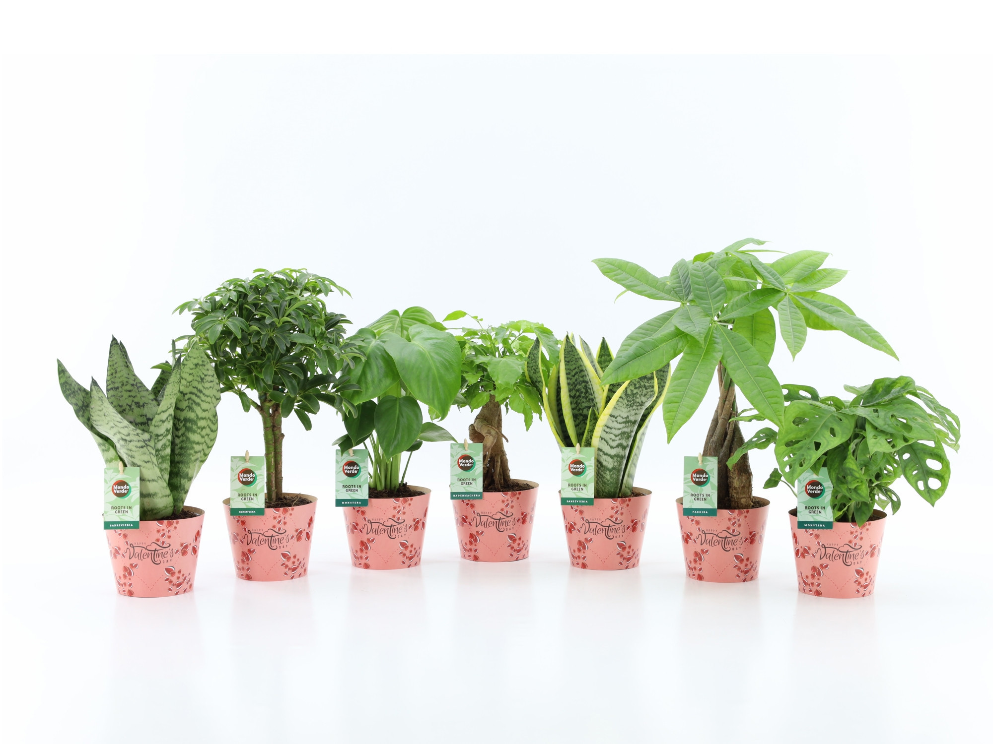 Easy to Care Mix in Potcover Valentine, D 12