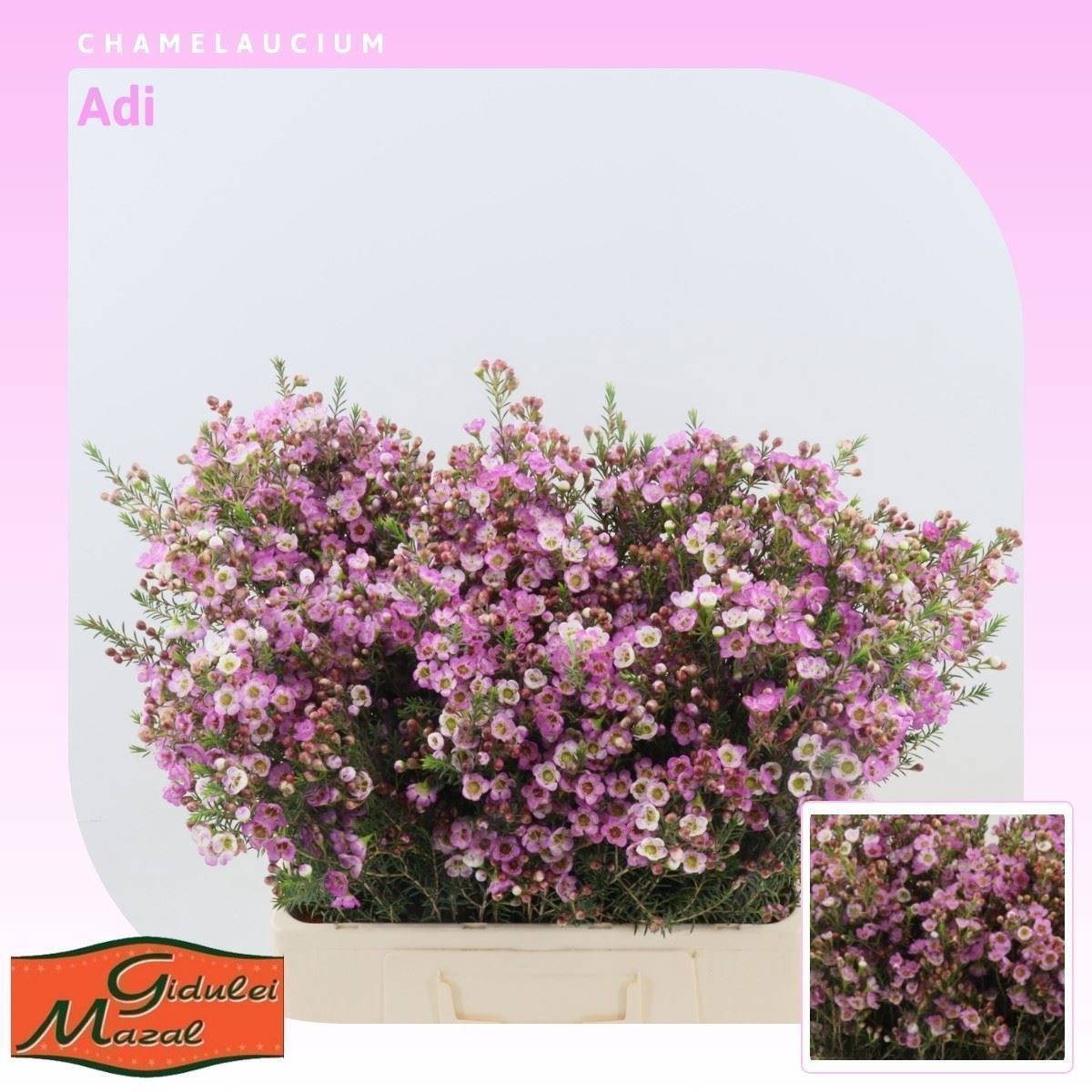 Шамелациум Ади 60 (роз.), шт.
