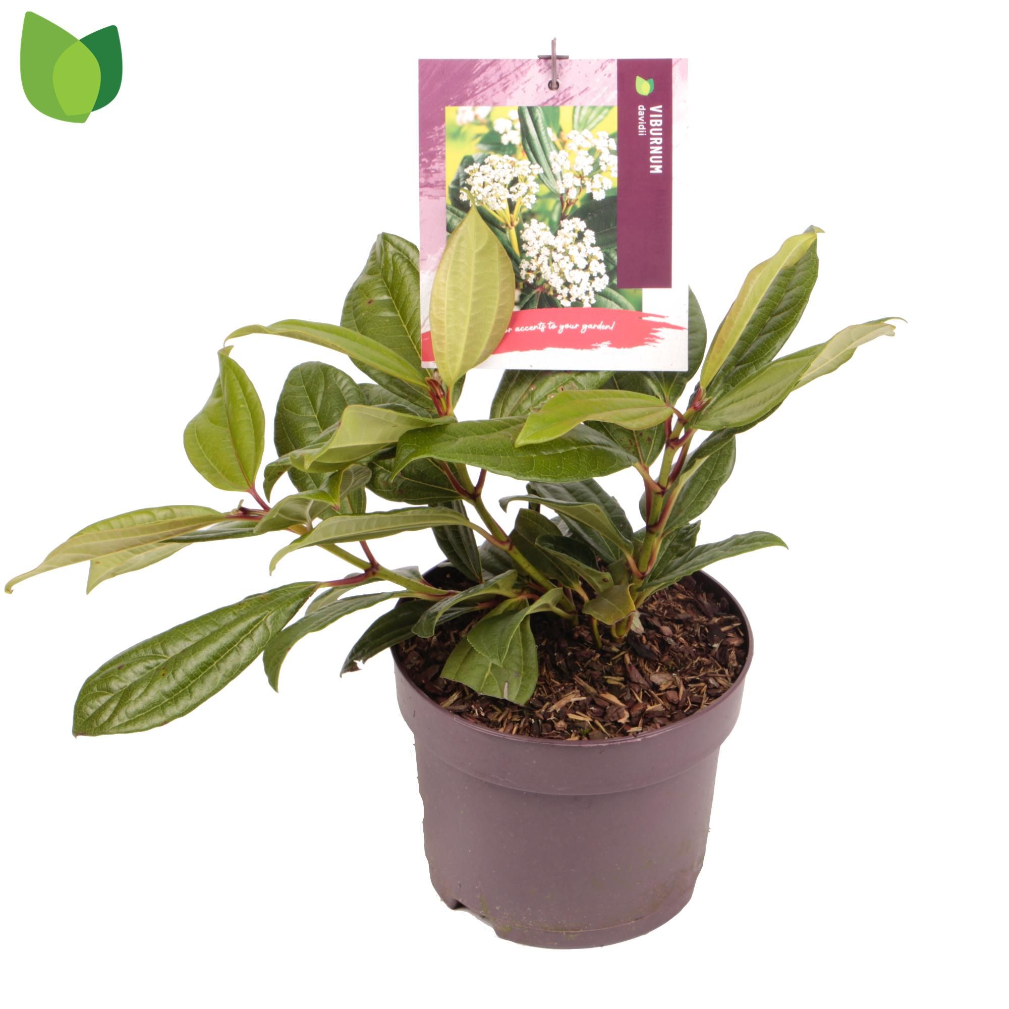 Viburnum davidii C2/P17, D 17