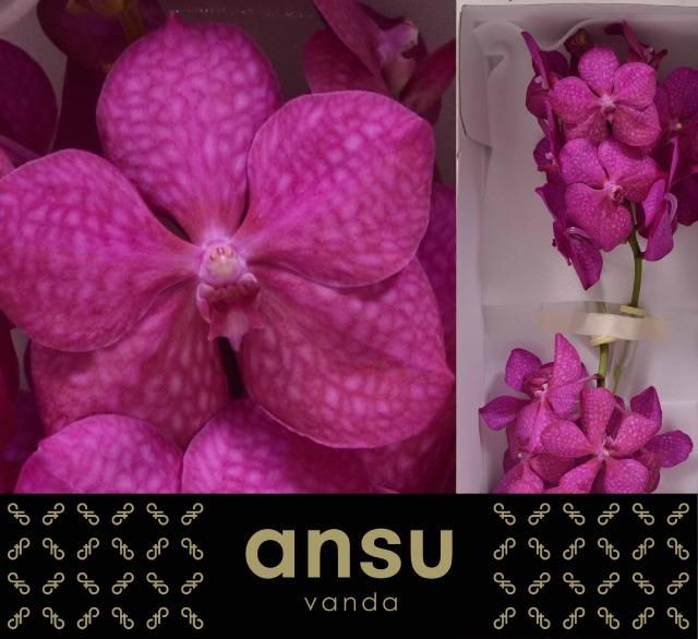 Ванда Таяни Цериз x25, шт.