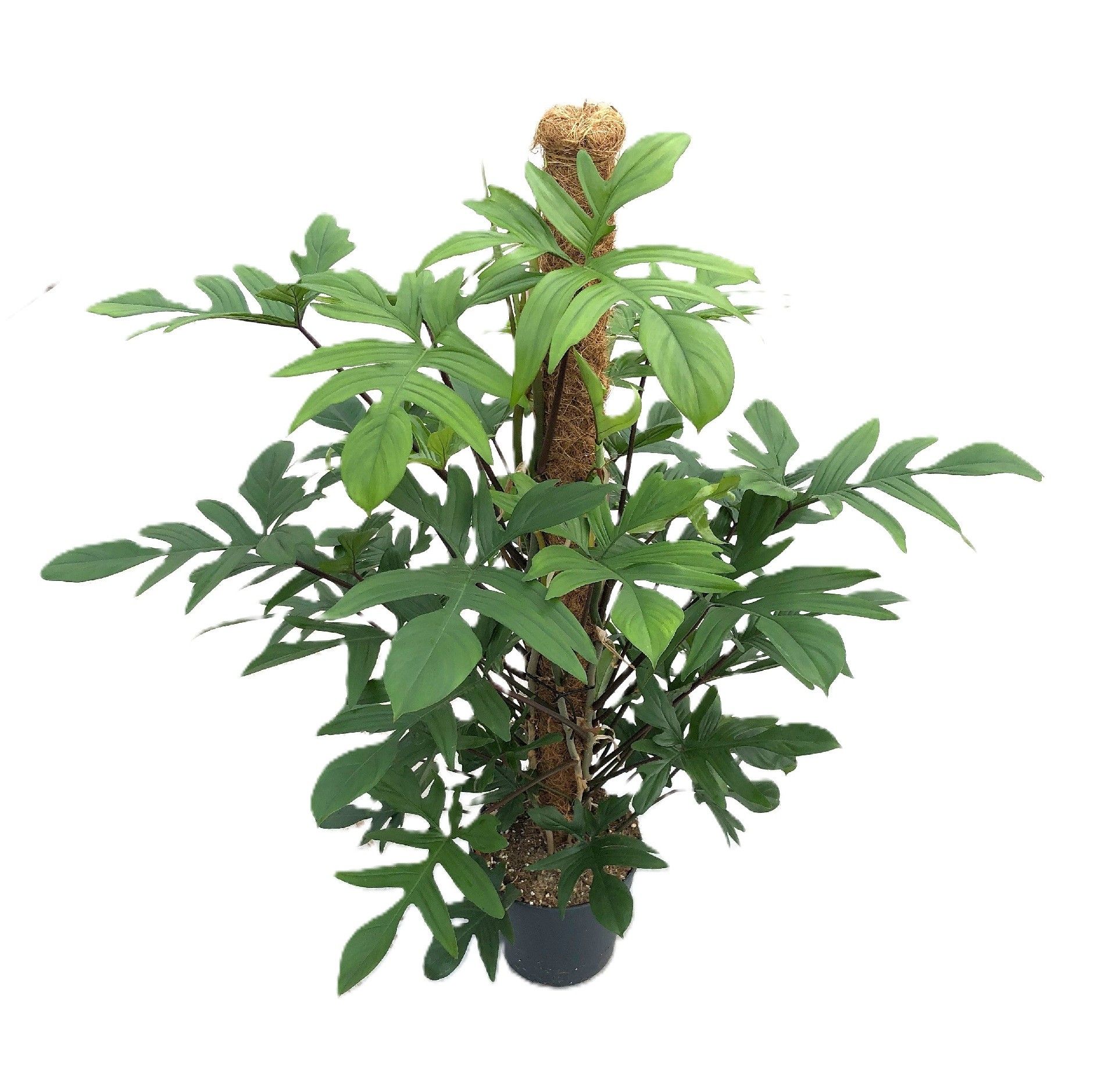 Philodendron pedatum, D 24