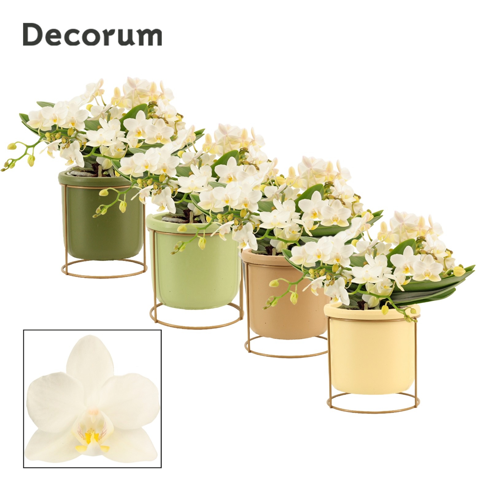 Phalaenopsis table Whitney 4+ tak in Lynn (Silent moods-collecti, D 12 cm