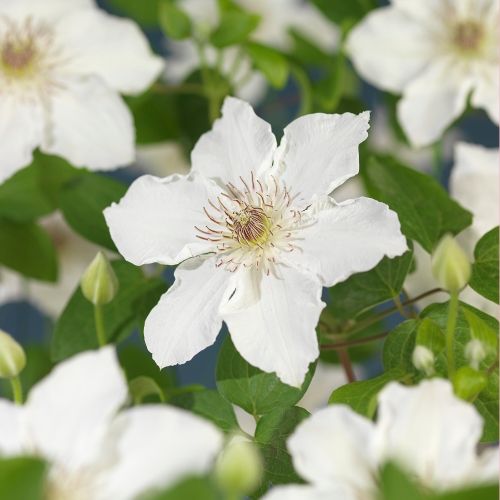 Clematis 'Destiny' +3.0 label, D 11