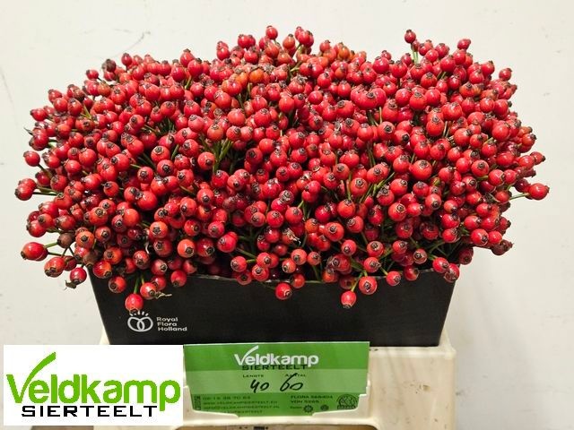 Рузботель Мэджикал Сансет 40, шт.