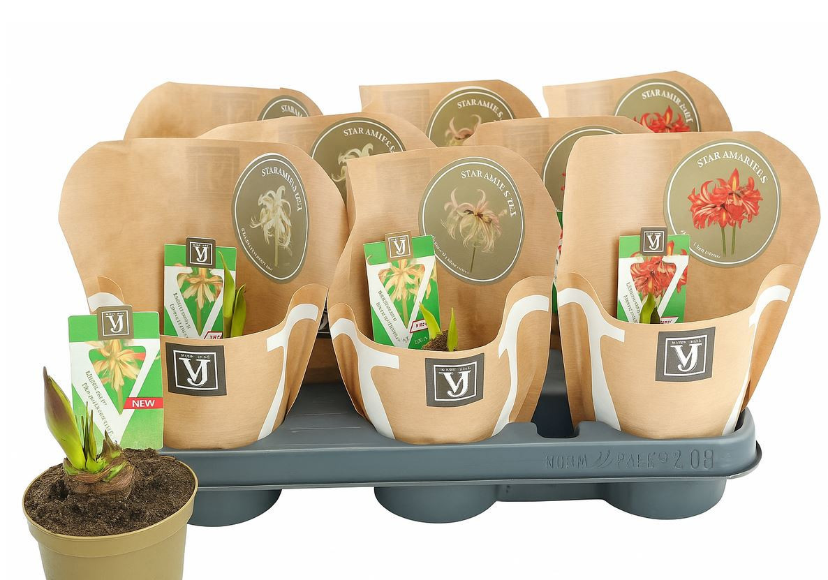 Star Amaryllis, D 10