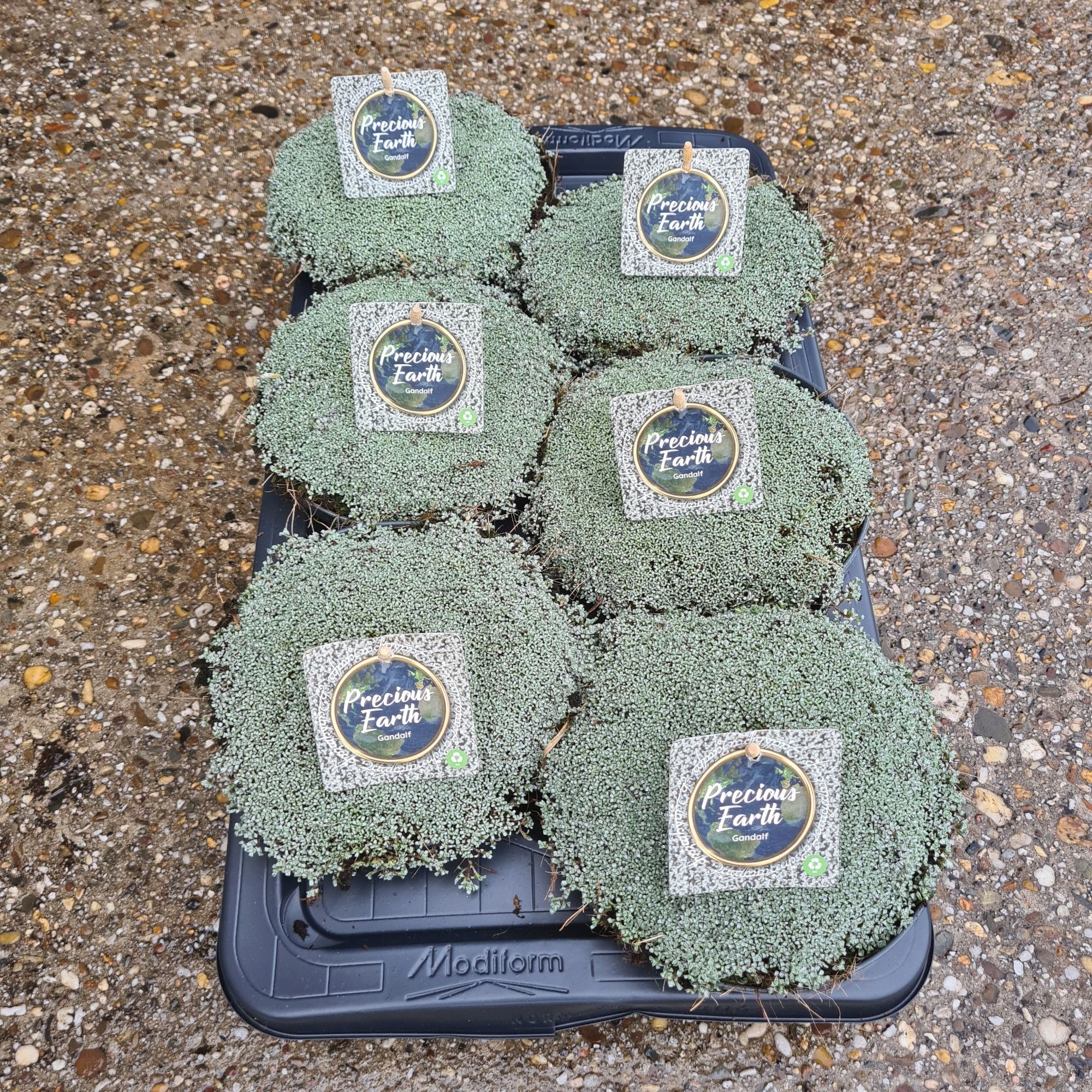 Mossy Gandalf (Grey) Potschaal 17 (Raoulia Grey-Zilvergrijs), D 17 cm